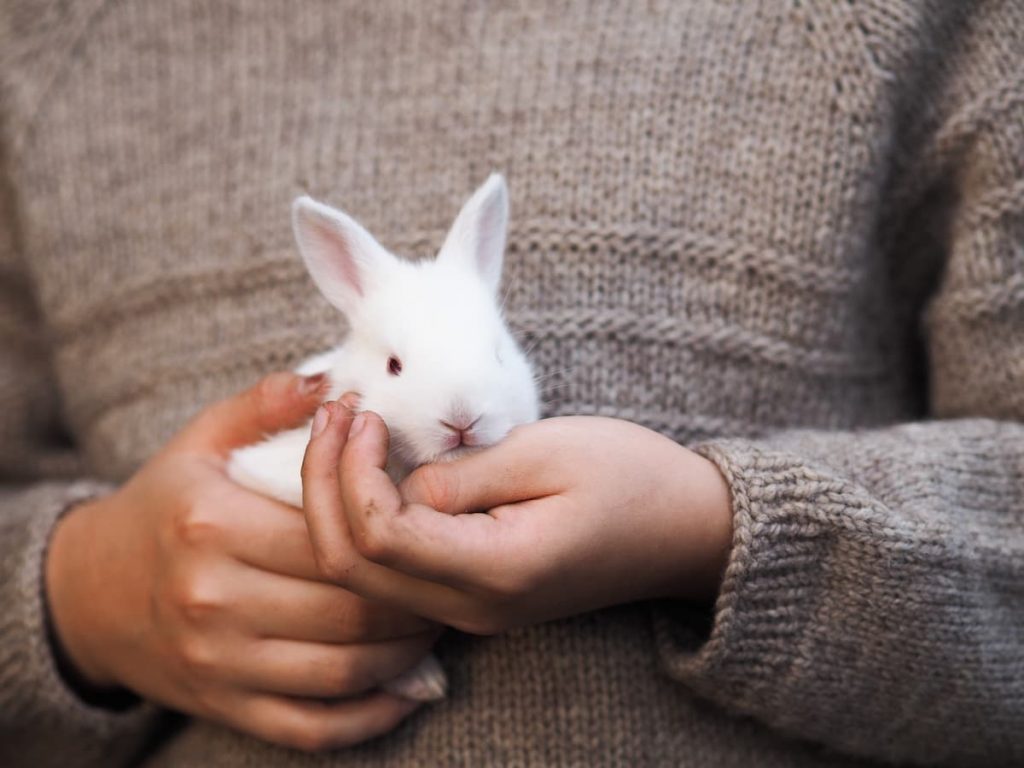 Blessing of the Animals