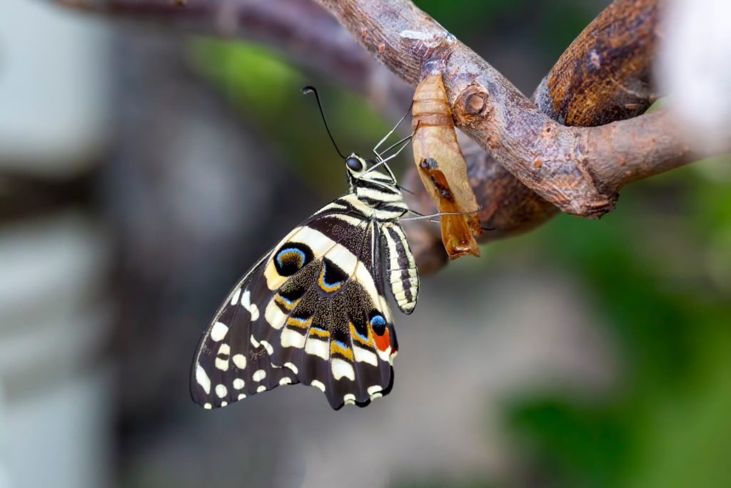 Butterfly emerging from chrysalis